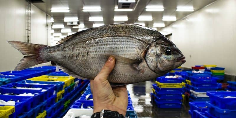 Gezonde Snacks Die Elke Peuter Zal Liefhebben!